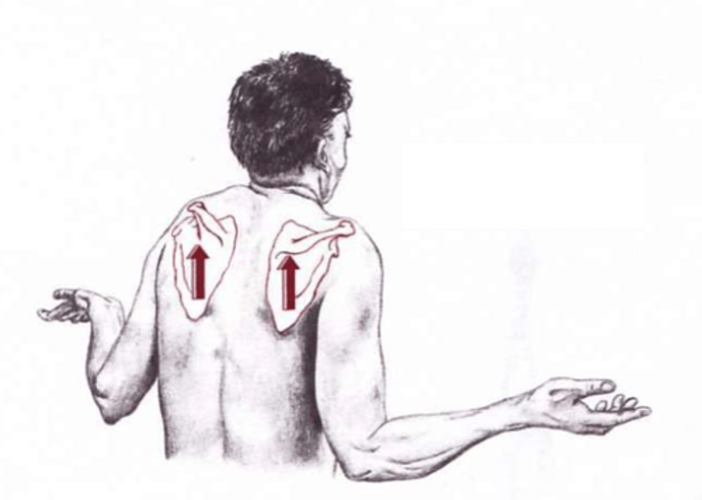 <p>Upward (superior) motion of the scapula</p>