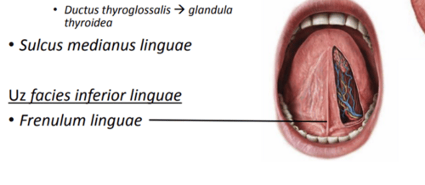<p>frenulum inferium linguae</p>