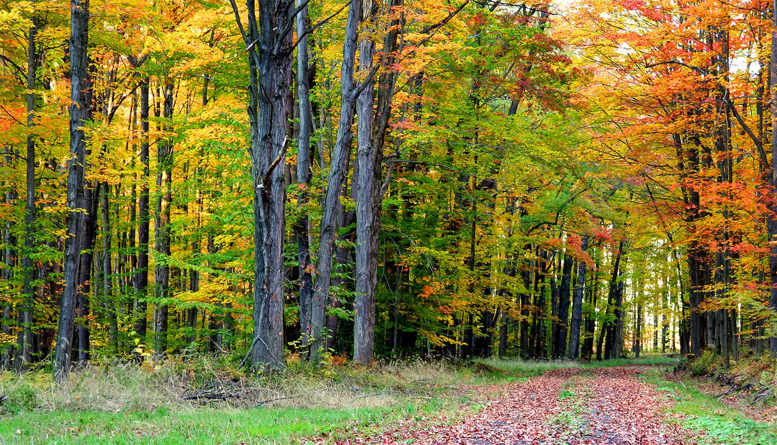 <p>Deciduous Forest </p>