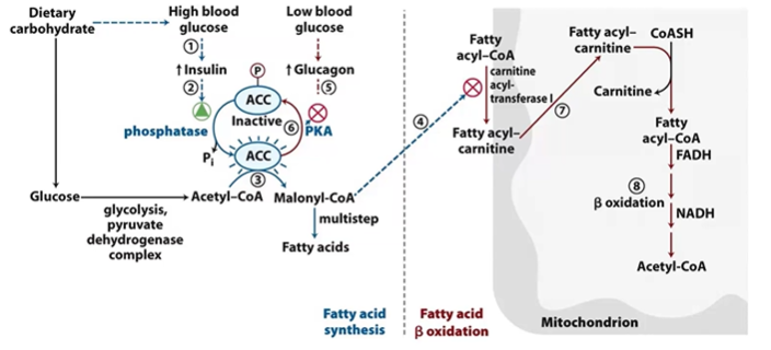<p>Synthesis</p><ul><li><p>ACC Plated by PKA  to inactive</p></li><li><p>ACC DP by Ptase to active, which makes ACoA &gt; MCoA </p></li><li><p>glucgaon DA PKA, insulin A Ptase</p></li></ul><p>Oxidation</p><ul><li><p>MCOA inhib CAT1 FACoA &gt; FAcarnitine</p></li></ul><p></p>