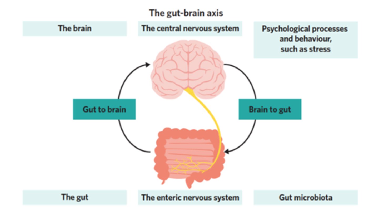 <p>brain:</p><p>- blunted neuronal activation</p><p>- inflammation, gliosis, and altered neuropeptide expression</p><p>- reduces sensing of vagal signals</p><p>gut:</p><p>- altered gut hormone release</p><p>- intestinal hyperpermeability</p><p>- microbial dysbiosis</p><p>- a resistance to satiation hormones, nutrients, and vagal afferent input in obesity → cannot sense body's nutrient needs</p>