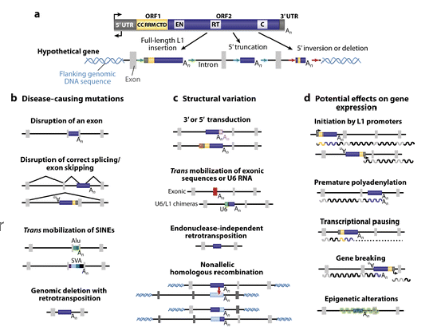<ul><li><p>study of 240 hemophilia patients showed that 2 individuals had disease mutations caused by independent LINE1 insertions into Factor VIII</p></li><li><p>evidence of elevated LINE1 activity in cancers, is hypothesized to play a role in mutagenizing cancer genomes to promote cancer progression</p></li><li><p>estimated that 1 in 1,000 disease causing mutations is due to a novel LINE1 insertion</p></li></ul><p></p>