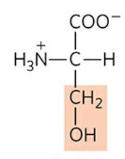 <p>Abbreviations: Ser, S</p>