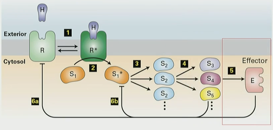 <ol><li><p>receptor (R) binds ligand (H) </p></li><li><p>triggers conf change (R*), activated receptor binds signal transduction protein (S1) </p></li><li><p>amplification: S1 binds to other proteins S2, activates/inhibits</p></li><li><p>S2 activates more proteins S3-S5, different targets/locations in cell</p></li><li><p>signaling proteins bind and activate effector protein (E)</p><ol><li><p>can be enzyme, trxn factor, ion channel etc</p></li></ol></li><li><p>feedback loop: signal transduction proteins/effector can inhibit upstream mechanism</p></li></ol><p></p>