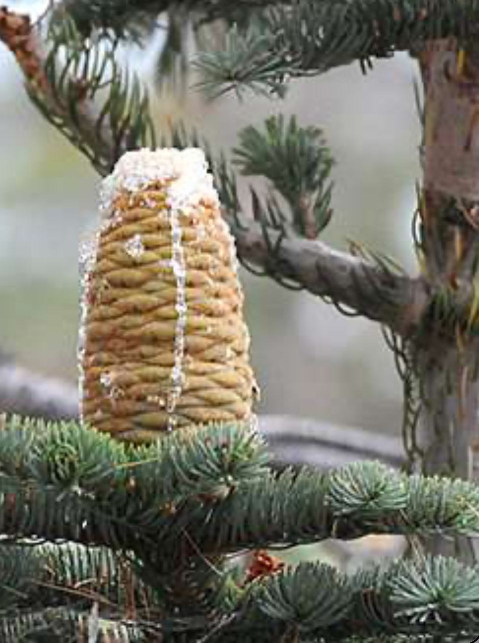 <p>Red fir</p>
