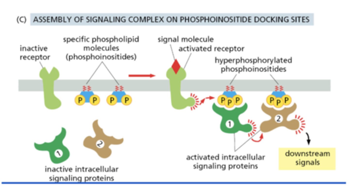 <p>receptor activation increases phosphoinositide phosphorylation in the plasma membrane, which then serves as docking sites for signaling proteins</p>