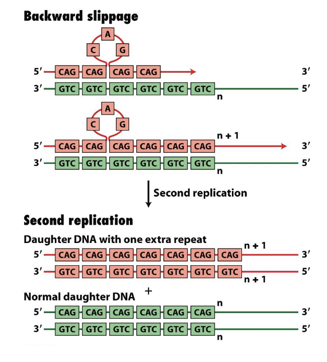 <p>during the replication of<strong> long repeats</strong></p><ul><li><p><strong>polymerase stalls </strong></p></li></ul><p>slips or looses its place on the template strand</p><ul><li><p>causes the template and synthesized <strong>strand to missallign</strong> leading to temporary loop formation</p></li></ul><ul><li><p><strong>synthesis resumes</strong></p><ul><li><p>the restabilization can result in the addition of more repeats than were in the OG template — this is called <strong>repeat extension</strong></p></li></ul></li></ul><p></p>