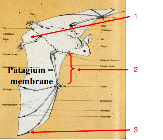 <p>Know the parts of a bat's patagium and what they are involved in.&nbsp;</p>