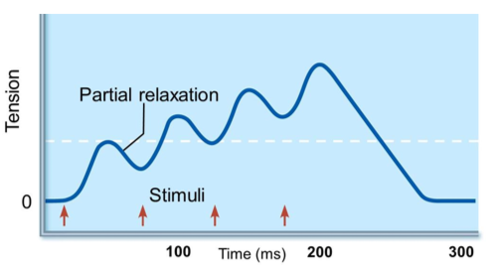 If stimulus frequency set at about 20 per second
Relaxation is not completed between twitches
Contractile forces add up to produce higher tensions