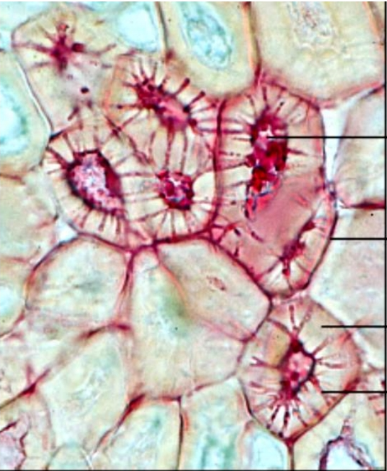 <p>What sample was used in the image?</p>