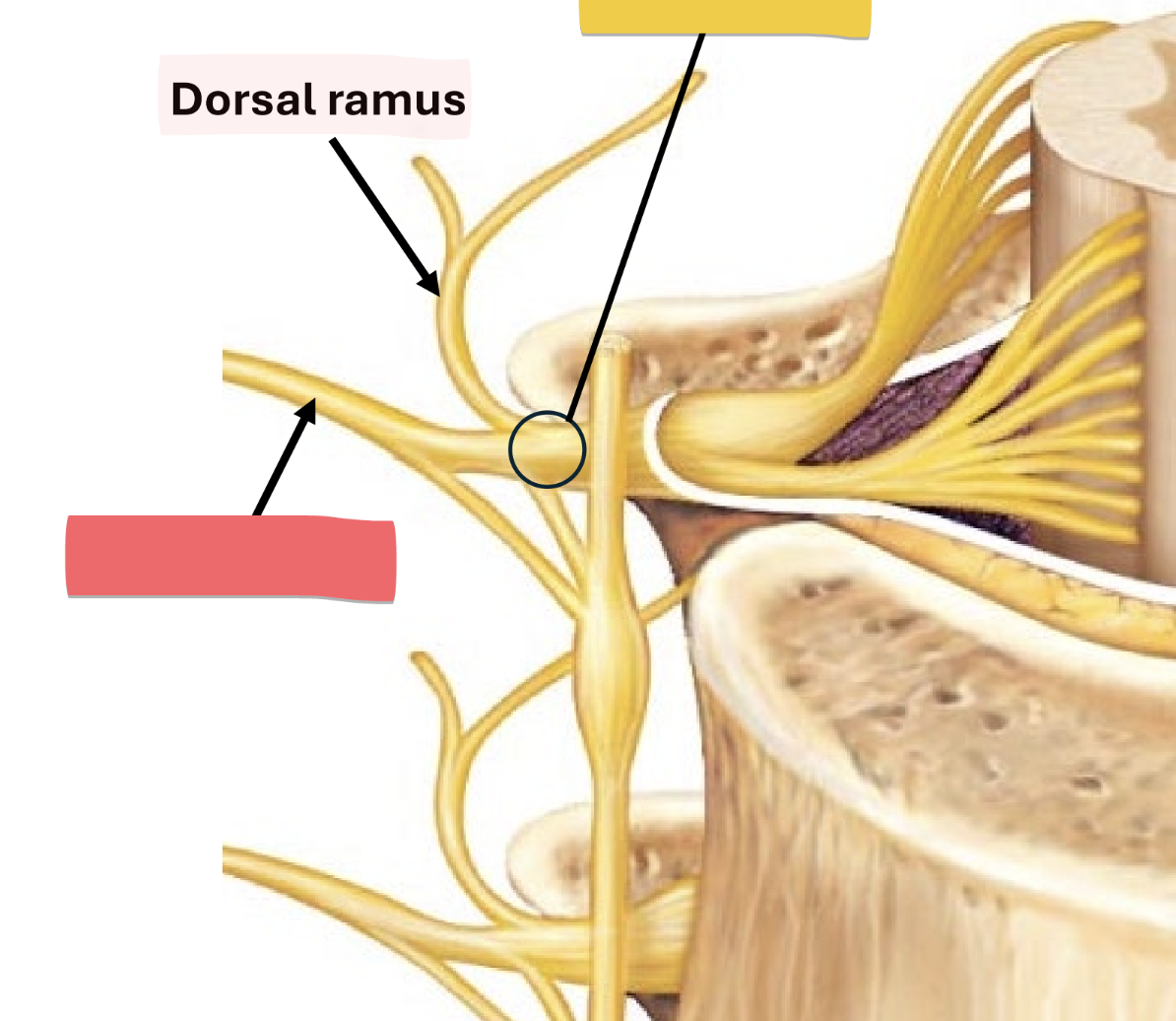 <p>anterior/lateral body wall and all limbs</p><p>carries all sensory and motor impulses</p>