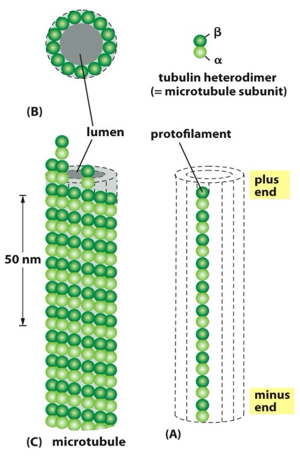 <ul><li><p>hollow tube</p></li><li><p>13 protofilaments per microtubule</p></li><li><p>made from <span>α + β tubulin heterodimers</span></p></li><li><p><span>‘plus’ + ‘minus’ ends - </span>β tubulin at + end</p></li><li><p>each dimer makes 2x lateral contacts + 2x longitudinal contacts</p></li></ul><p></p>