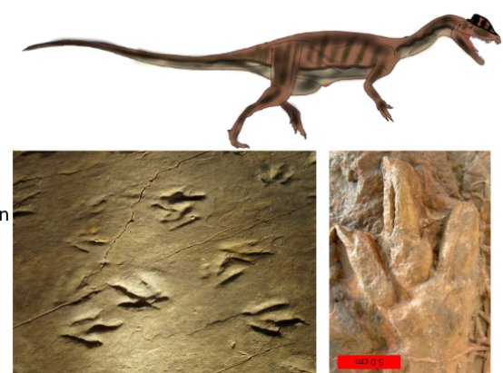 <p>a large dinosaur footprint thought to belong to a theropod, indicative of its size and movement. </p>