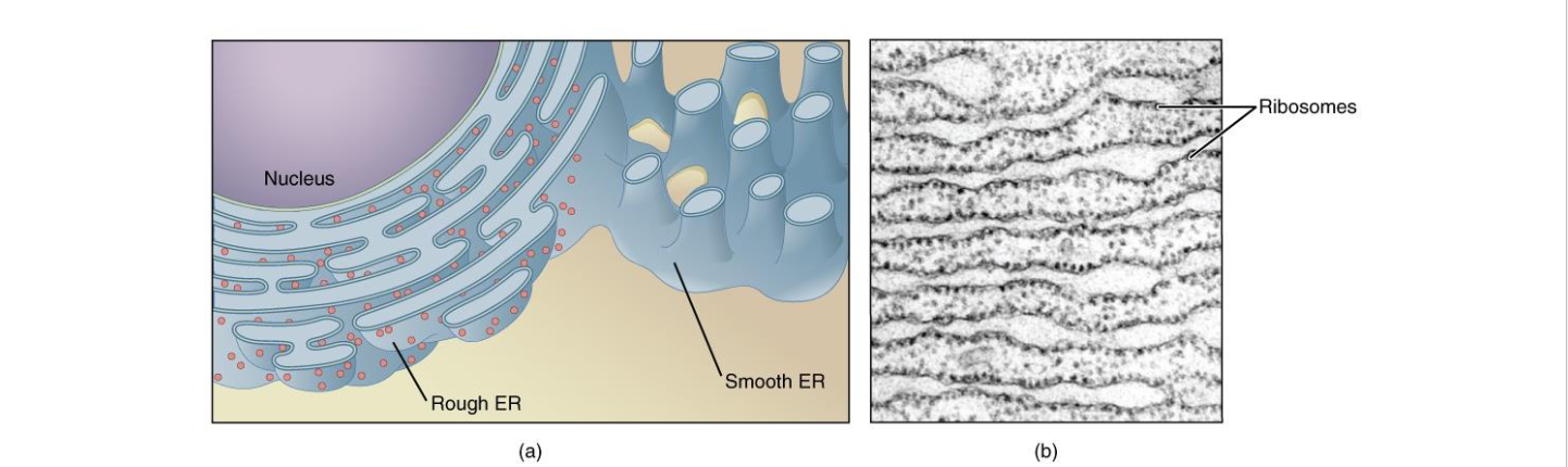 <p><strong>Covered in Ribosomes</strong> giving it a rough/bumpy appearance</p><p><strong>Synthesis of membrane proteins</strong> or secreted proteins</p>