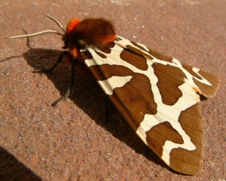 knowt flashcard image