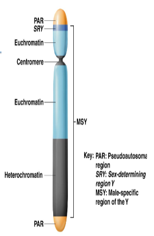<p>PAR - Pseudoautososmal region</p><p>MSY - Male specific region</p><ul><li><p>SRY - sex-determining region</p></li></ul><p></p>