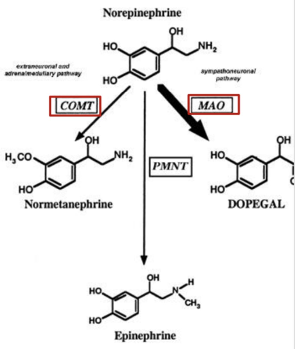 <p>Irreversibly inhibits MAO of norepinephrine </p>