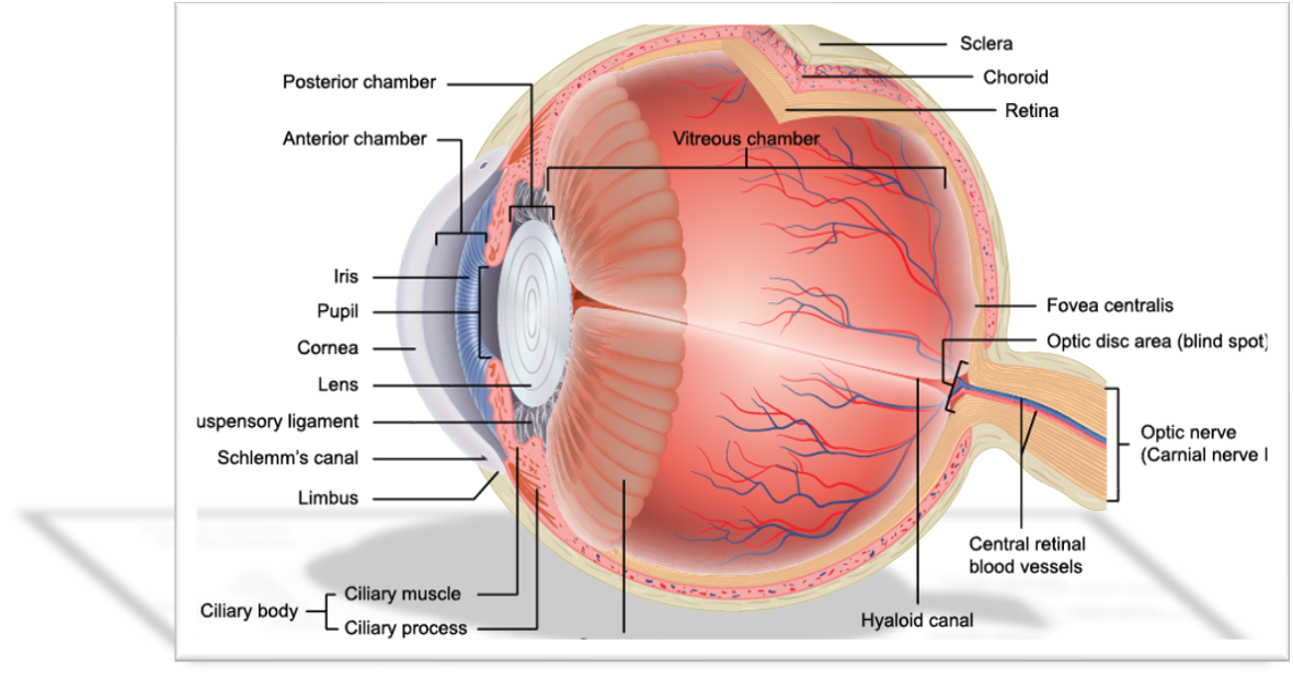 <p>anterior cavity</p><p>posterior cavity</p><ul><li><p>visceral body</p></li><li><p>visceral cavity</p></li></ul><p></p>