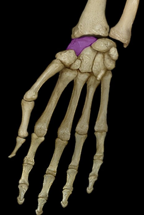 <p>first bone in proximal row</p>