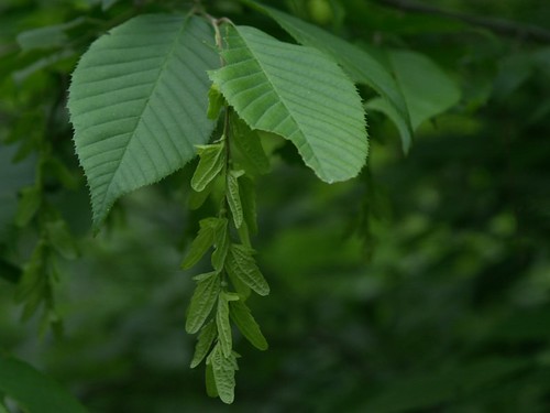 (Carpinus caroliniana)