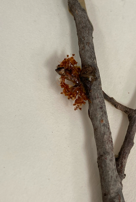 <p>Family + Genus?</p>