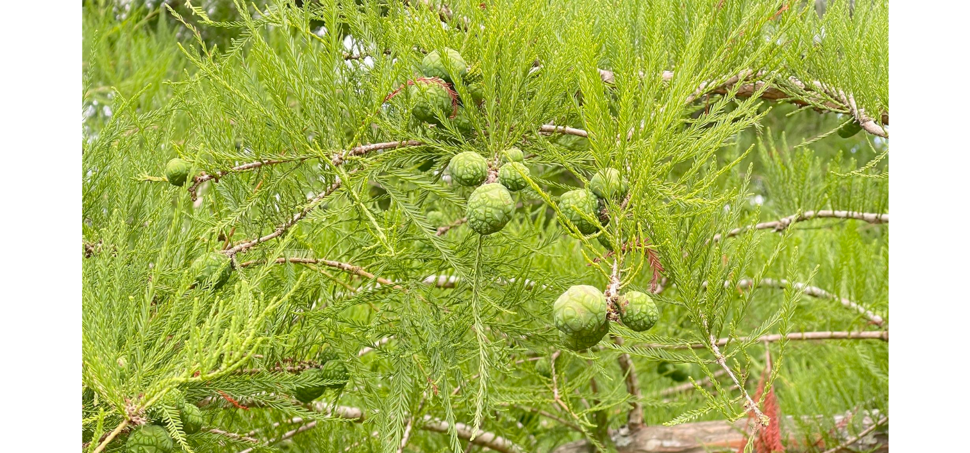 <p>Synapomorphies: soccer ball-shaped cones</p><p>Characteristics: deciduous soft needles, scratchy bark.</p>
