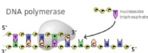 <p>5’ to 3’</p>