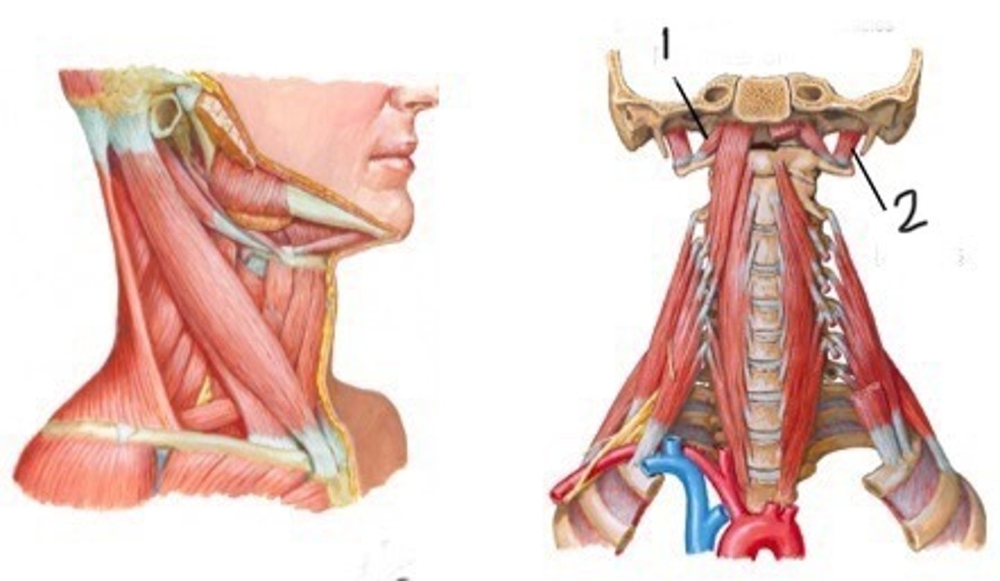 <p>what is the o,i,a,in of the rectus capitis anterior and rectus capitis lateralis?</p>
