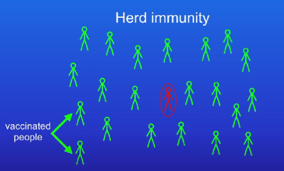 <p>When a large group of people are vaccinated against a disease , it protects unvaccinated people because the unvaccinated person can’t catch the disease because no one is there to pass the pathogen on</p>