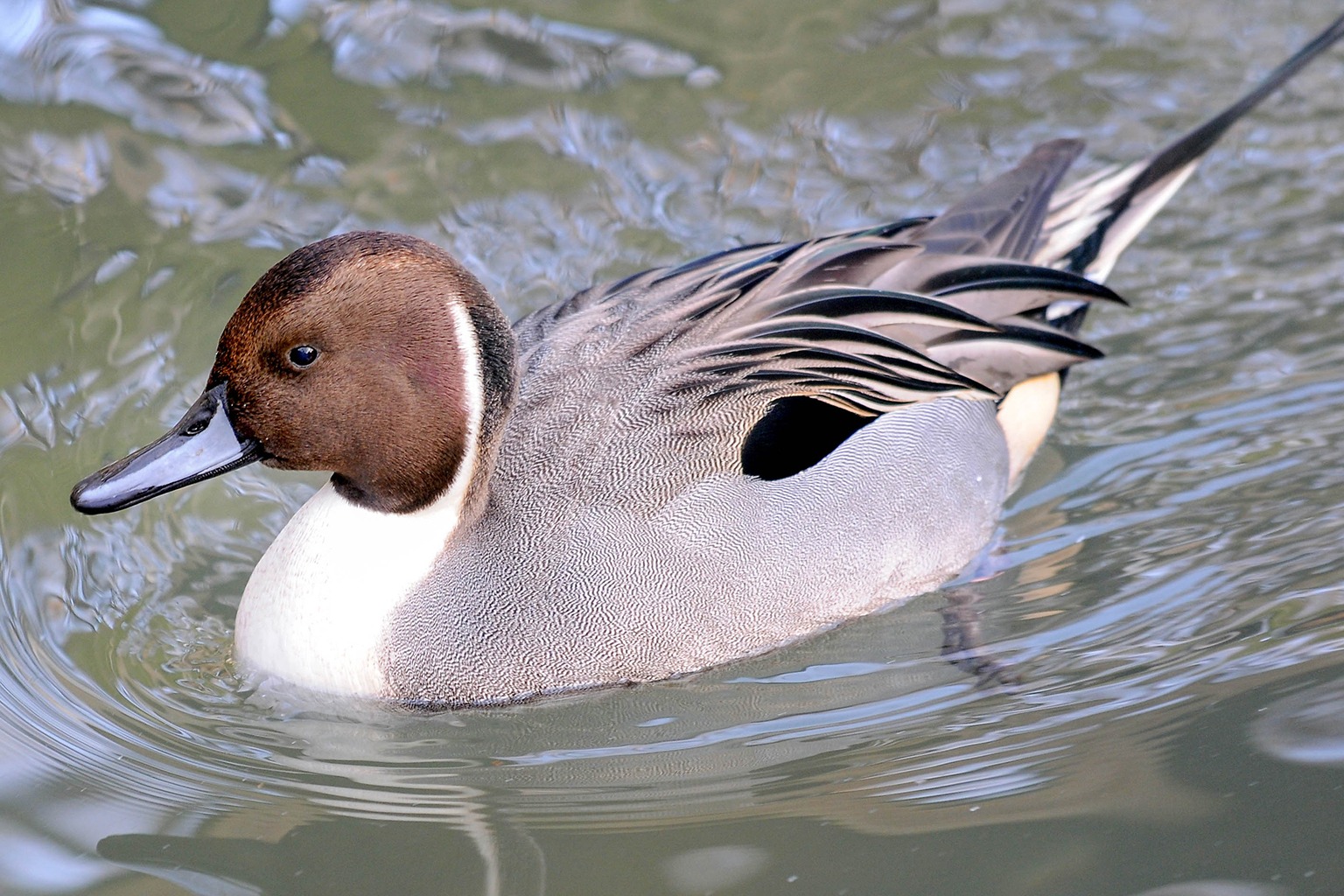 <p>Slim duck with copper head with white stripe, long tail and elegant neck.</p>