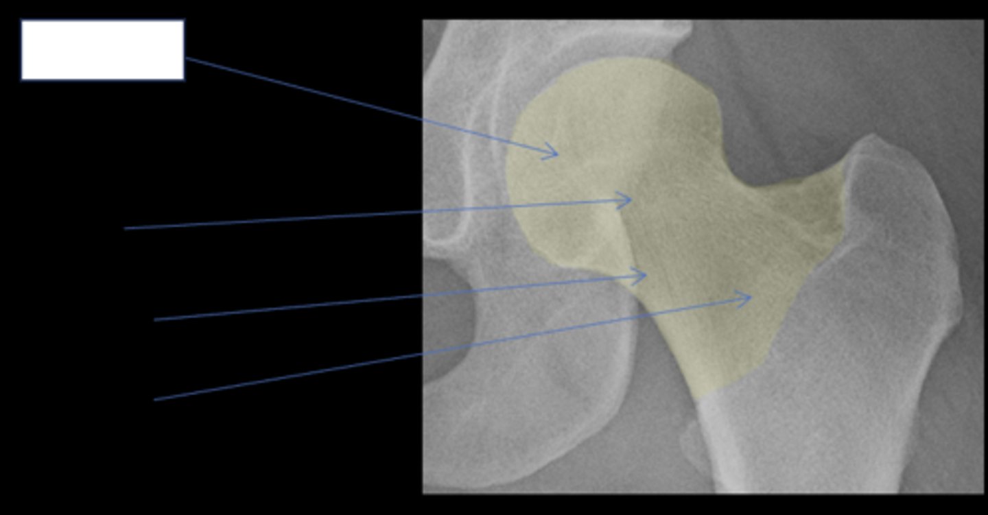 <p>ID anatomy</p>