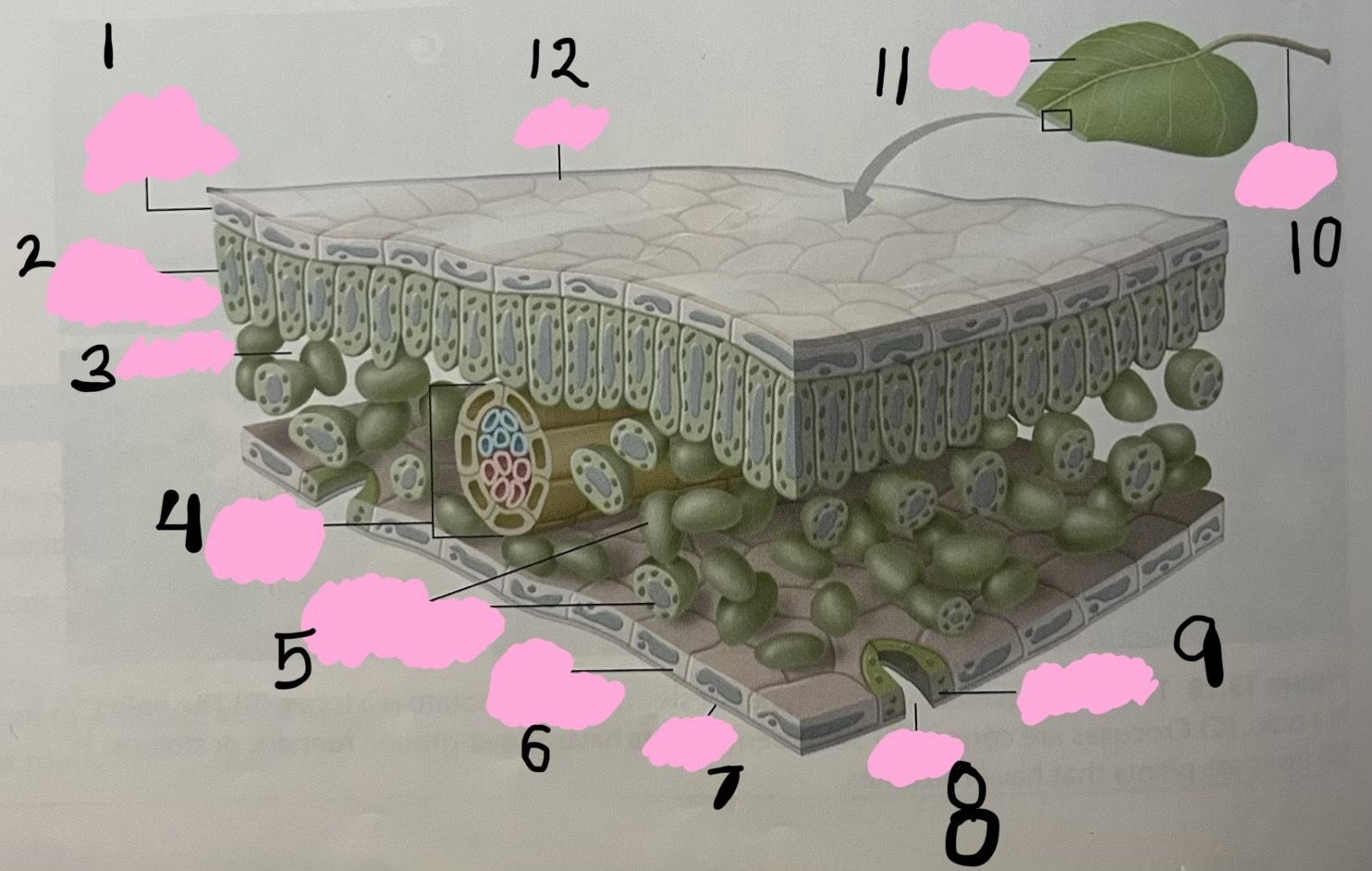 <p><span style="background-color: transparent;"><span>What part of the plant cell is labelled as 9?</span></span></p>
