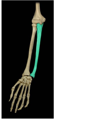 lower arm bone on pinky side