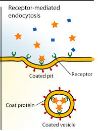 <p>receptor-mediated endocytosis</p>