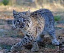 <p><strong><mark data-color="yellow" style="background-color: yellow; color: inherit;">Lynx rufus</mark></strong></p>