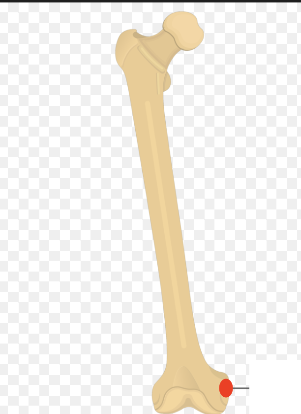 <p>the small bump on the upper/outer area of the medial condyle, same side as the head</p>