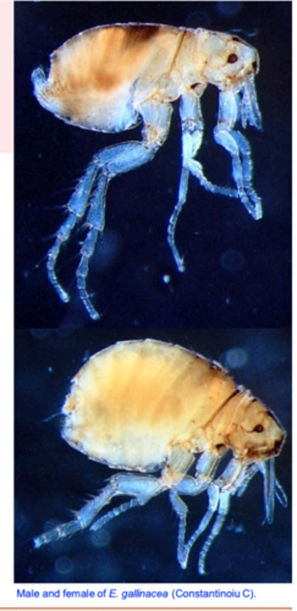 <p>Host: birds, dogs, cats, rabbits, humans etc.</p><p>• Young birds infested with this flea are likely to die;</p><p>• Can attack humans, dogs, cats, goats, horses, kangaroos etc;</p>