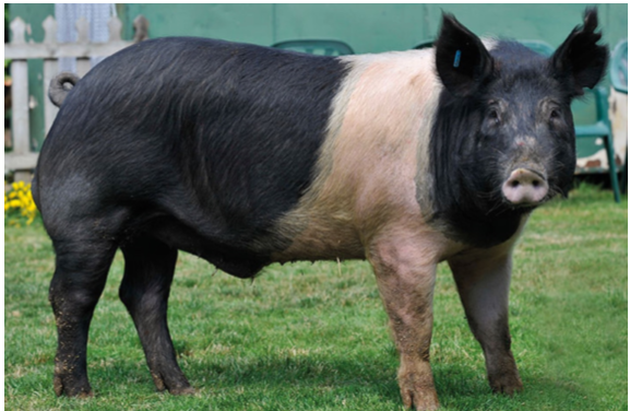 <p>What is this breed?</p>