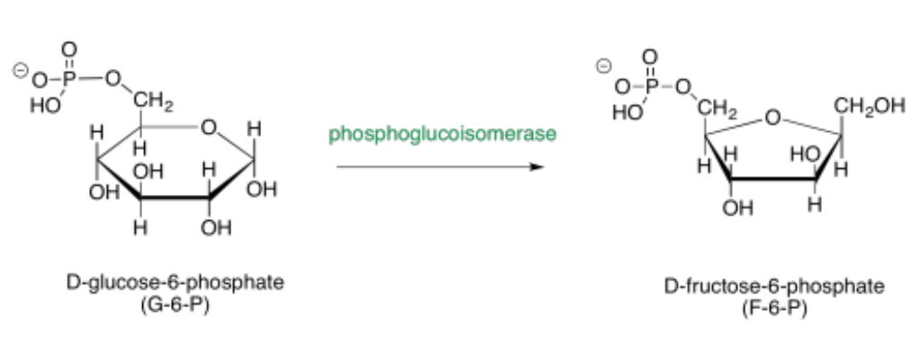 <p>Phosphoglucoisomerase</p><p>D-glucose-6-phosphate (G-6-P) to D-fructose-6-phosphate (F-6-P)</p>