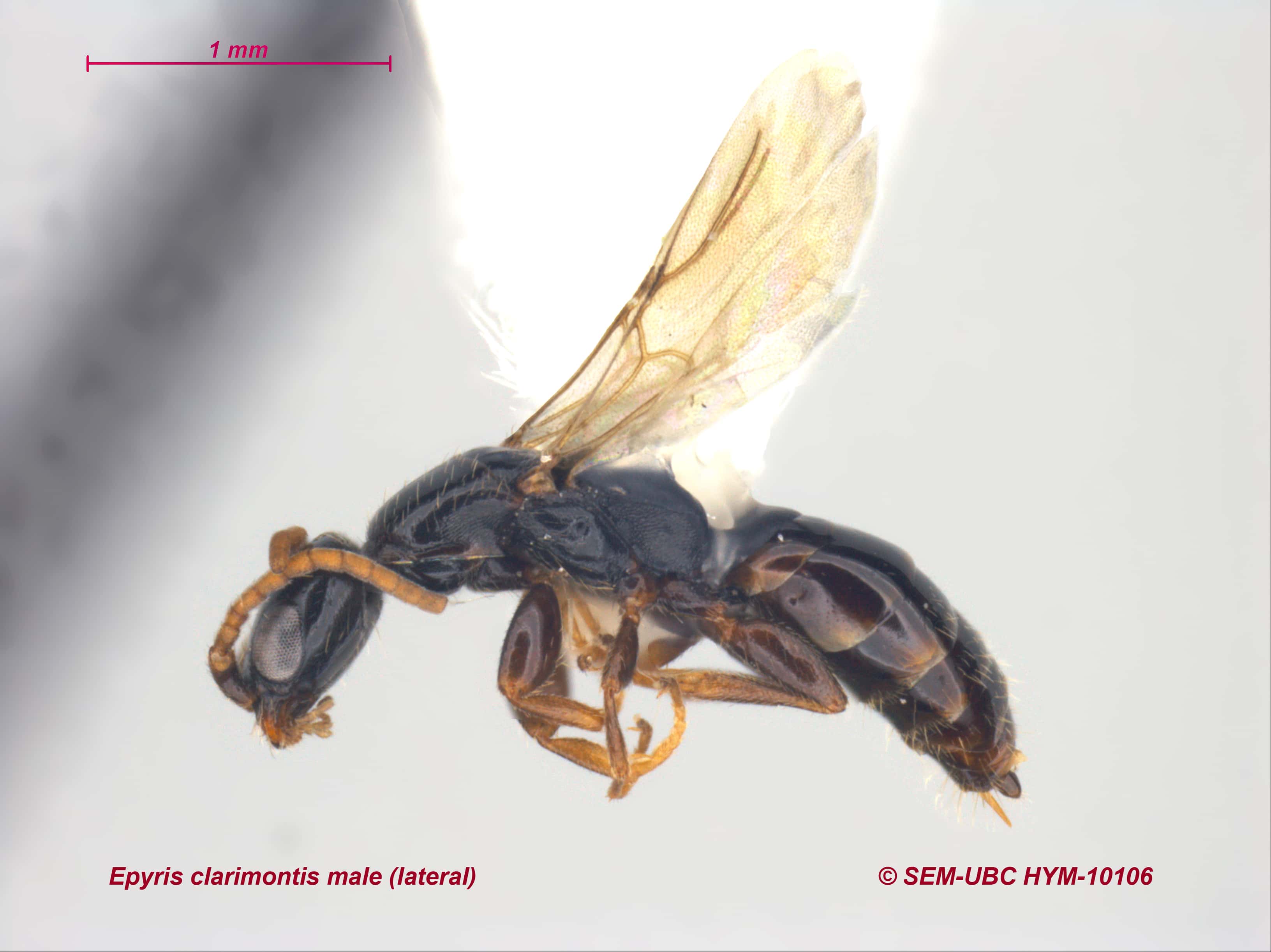 <p>no HW closed cells<br>FW with tubular veins<br>pronotum with posterolateral apex reaching tegula</p>