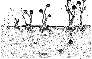 <p>both asexual and sexual reproduction</p><p>asexual: fungus produces spores that drop to the ground and form a new fungus</p><p>sexual: hyphae filaments of 2 nearby fungi will grow towards each other and merge haploid cells to form a new diploid cell</p>