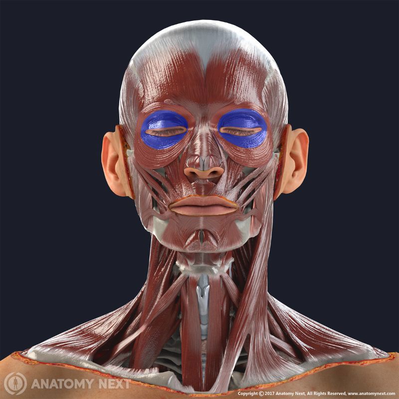 <p>What muscle is this?</p>