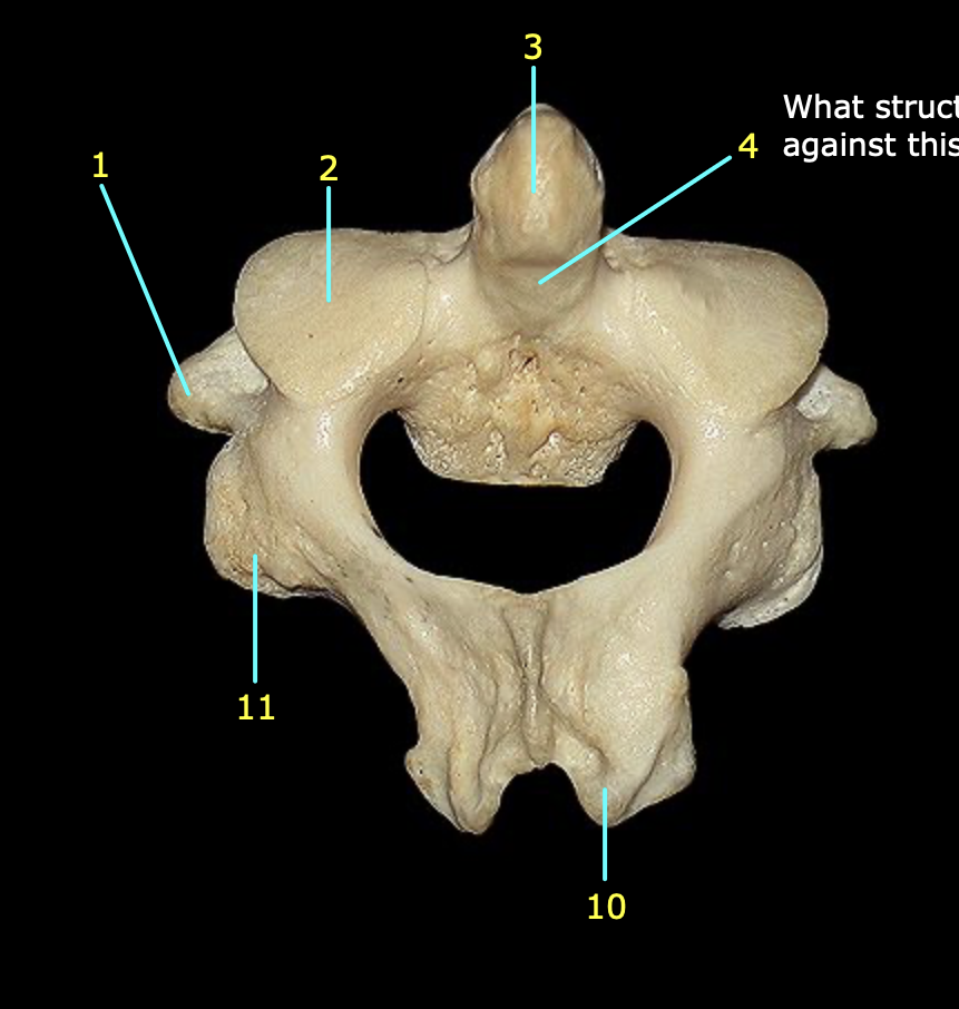 <p>Identify structure 3</p>