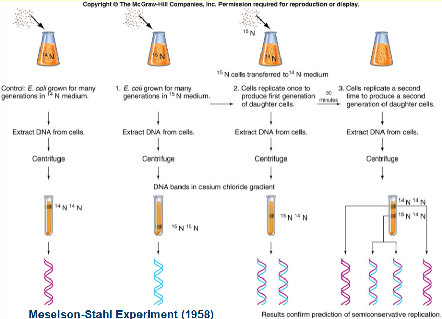 <ol><li><p>Control: E. coli grown for many generations in a <sup>14</sup>N medium. DNA was then extracted from the cells and centrifuged. The result was one thick band <strong>at the top</strong> of the test tube. Each strand of DNA contained <sup>14</sup>N (<sup>14</sup>N<sup>14</sup>N).</p></li><li><p>E. coli is grown in a <sup>15</sup>N medium (more dense than <sup>14</sup>N). The result was one thick band <strong>at the bottom</strong> of the test tube (<sup>15</sup>N<sup>15</sup>N).</p></li><li><p>Then, <sup>15</sup>N cells transferred to <sup>14</sup>N medium. Cells replicate once to produce first generation of daughter cells. DNA was extracted from the daughter cells and was centrifuged. The result was one thick band<strong> in the cente</strong>r of the test tube (<sup>15</sup>N<sup>14</sup>N).</p></li><li><p>Cells replicate for a second time in the <sup>14</sup>N medium. The DNA of their progeny was centrifuged. The result was <strong>one thinner band at the top (<sup>14</sup>N<sup>14</sup>N)</strong> and <strong>one thinner band around the middle (<sup>15</sup>N<sup>14</sup>N). </strong>This confirms the prediction of semi-conservative replication.</p></li></ol><p></p>