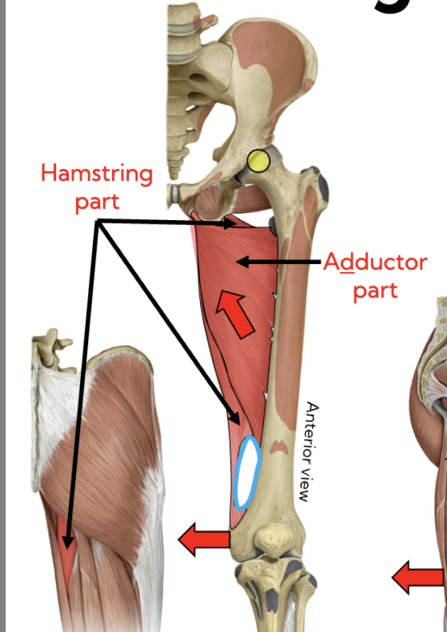 <p>Adductor magnus (adductor part) — Medial thigh (red) </p>