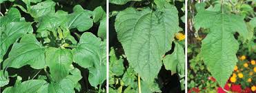 <p>deltoid to ovate leaves, some 3-lobed, roughly hairy, 4-6’ in height, upright habit</p>