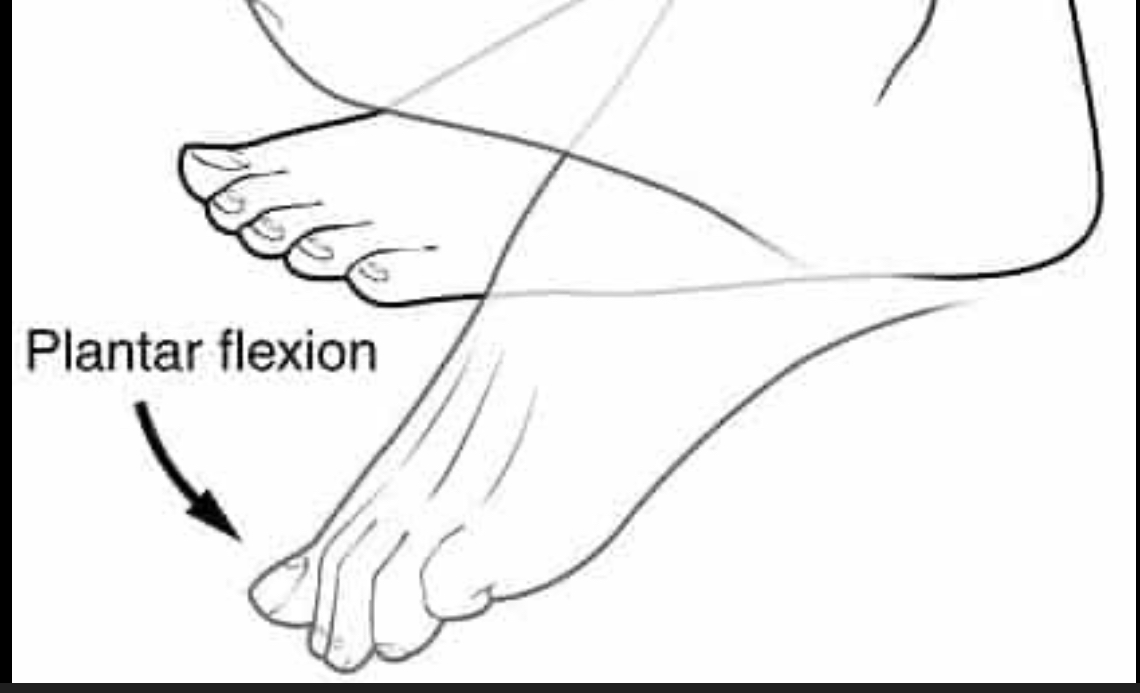 <p>Bending foot down, point toes</p>