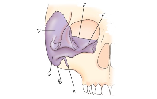 <p>E?</p>