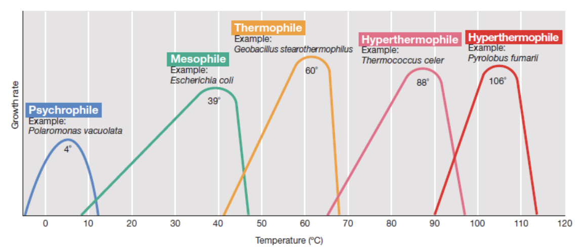 <ul><li><p><strong>Psychrophiles</strong> = 4 C <em><u>Polaromonas vacuolata</u></em></p><ul><li><p><em>Psychrotolerant</em></p></li></ul></li><li><p><strong>Mesophiles</strong> = 39 C <em><u>E. coli</u></em></p></li><li><p><strong>Thermophiles</strong> = 60 C <em><u>Geobacillus stearothermophilus</u></em></p><ul><li><p><em>Thermotolerant</em></p></li></ul></li><li><p><strong>Hyperthermophiles</strong> = 88 C <em><u>Thermococcus celer</u></em>, 106 C <em><u>Pyrolobus fumarii</u></em></p></li></ul><p></p>