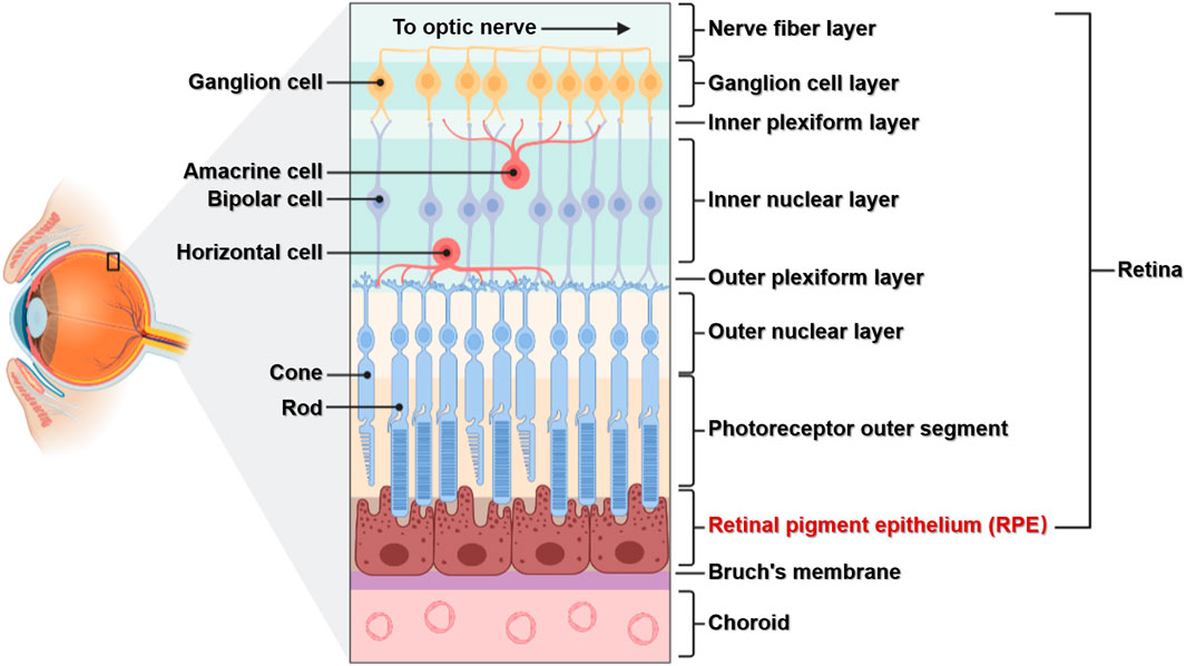<p>part of the photoreceptor layer in the retina; processes color in vision; looks like serrations in a butter knife.</p>